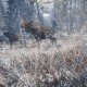 theHunter: Call of the Wild – neues Winterjagdgebiet sorgt schon bald für neue Herausforderungen