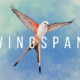 Wingspan: auf Steam erschienen