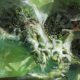 Guild Wars 2: End of Dragons – Enthüllung für Juli geplant