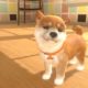 Little Friends: Dogs & Cats - Screenshot