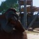 Planet Zoo | Test