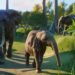 Planet Zoo: Screenshot