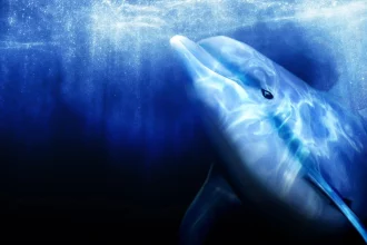 Ecco the Dolphin: Art